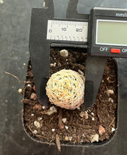 Load image into Gallery viewer, Escobaria cactus E.minima
