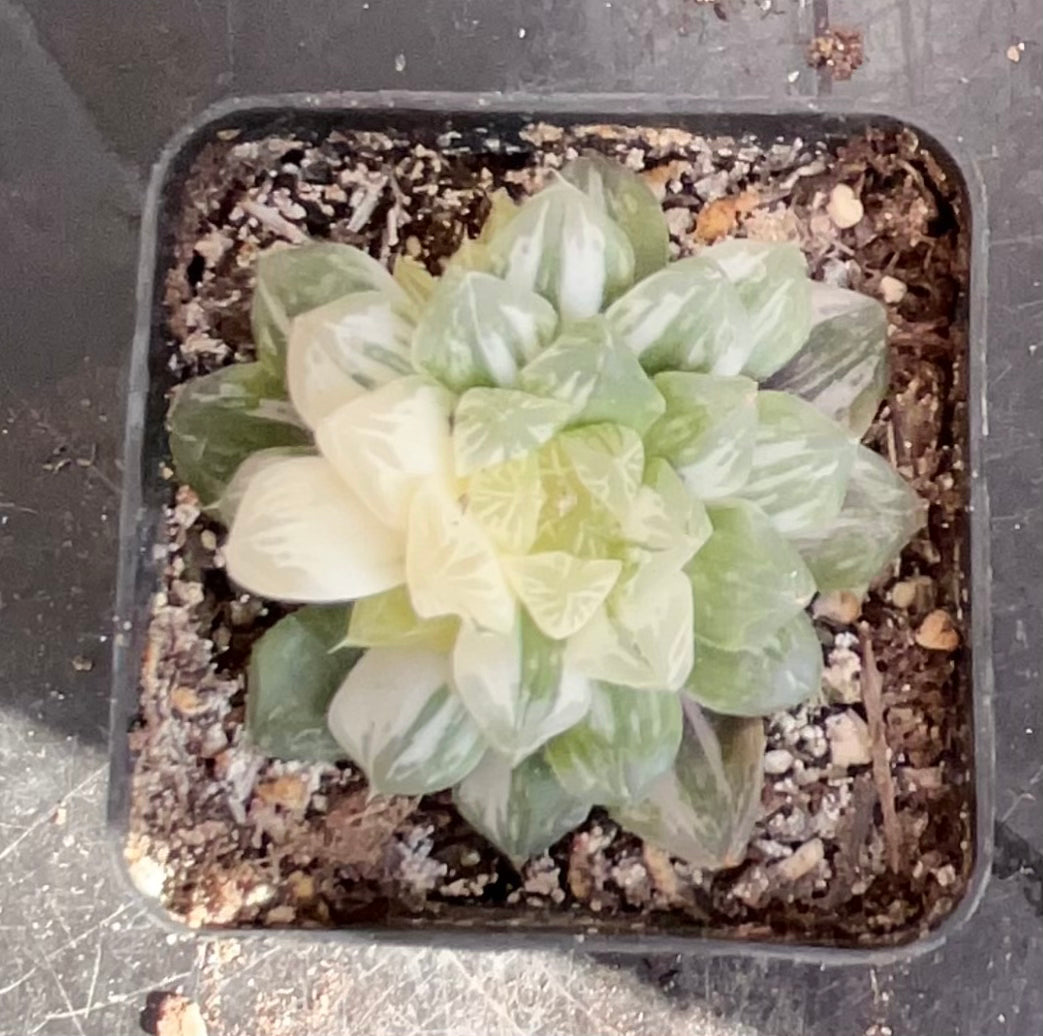 HAWORTHIA OBTUSA 'MARIN' VARIEGATED