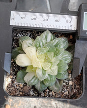 Load image into Gallery viewer, HAWORTHIA OBTUSA &#39;MARIN&#39; VARIEGATED
