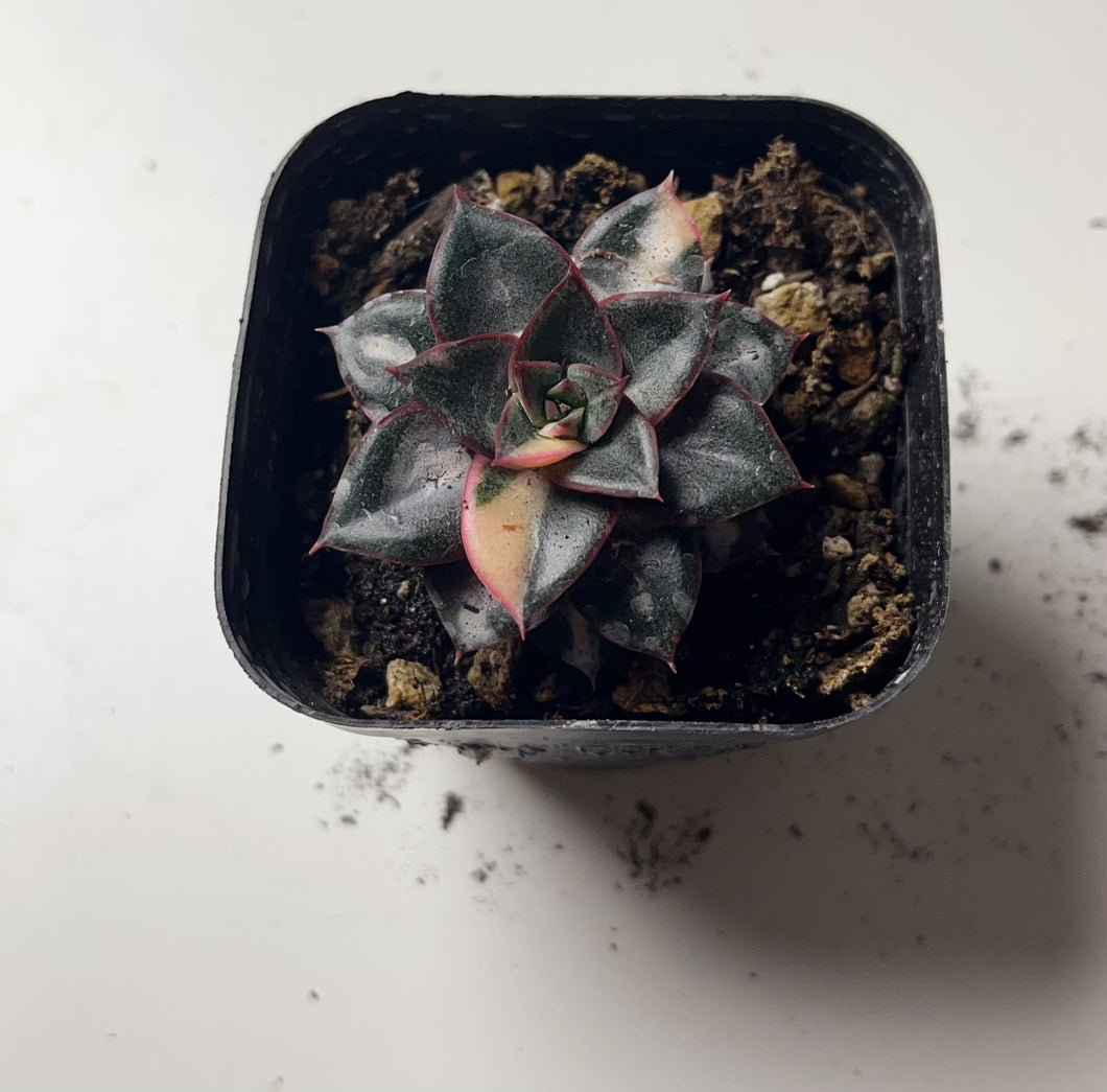 Echeveria Monocerotis variegated