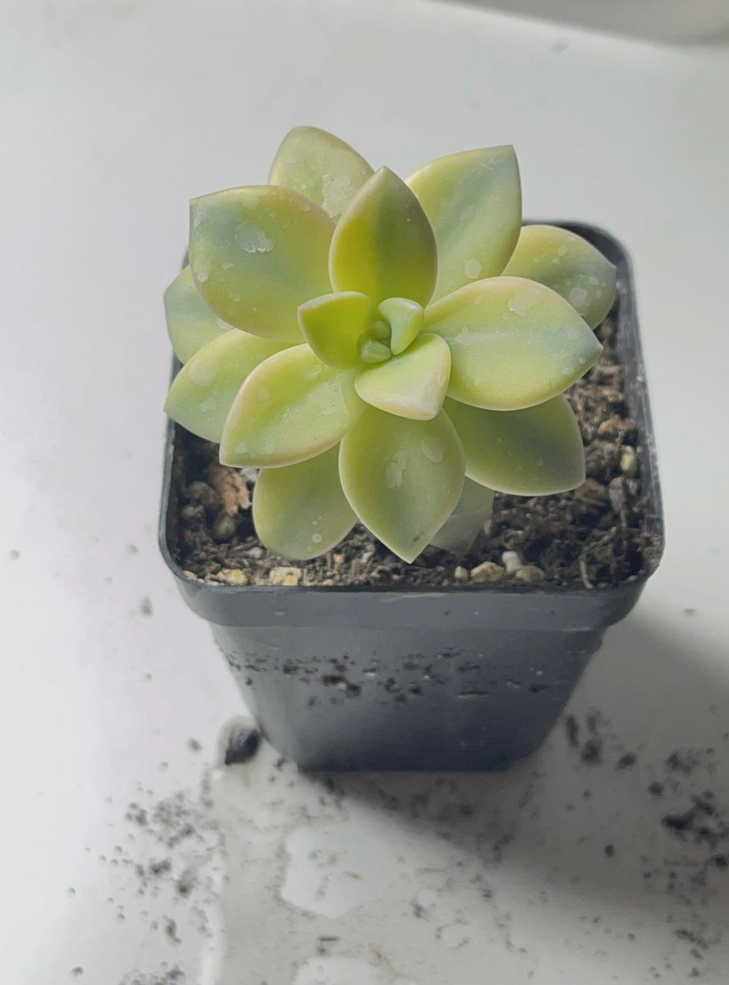 Graptopetalum paraguayense 'Awayuki Variegata