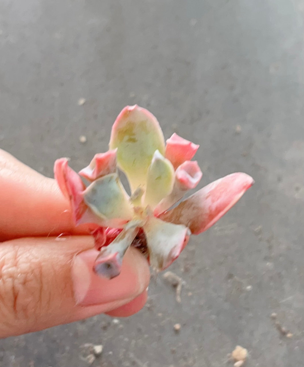 Echeveria trumpet pinky